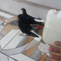 جفت جوجه دم سفید