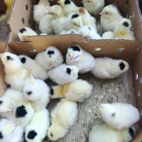 جوجه گلین ،پنگوئنی، سلطان،برهما