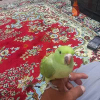 طوطیملنگو وتعدادی قفس|پرنده|کارون, |دیوار