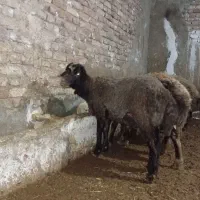 بره نر|حیوانات مزرعه|سامن, |دیوار