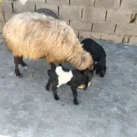 گوسفند داشتی