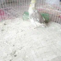 عروس هلندی|پرنده|شیراز, گلشن|دیوار