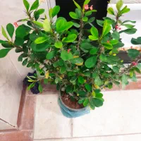 همکار جهت کار در کبابی