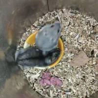 همستر|موش و خرگوش|قم, شهدا|دیوار