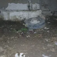 سگ سرابی|سگ|کوزران, |دیوار