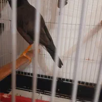 مرغ مینا سخنگو رخ به رخ به شرط|پرنده|تهران, مشیریه|دیوار