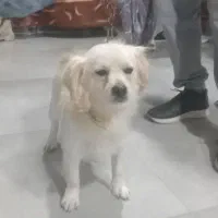 فروش یک قلاده سگ|سگ|نوشهر, |دیوار