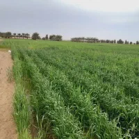 هفت هکتار زمین