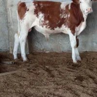 گوساله اصل سیمنتلل نرقرمز|حیوانات مزرعه|سنگدوین, |دیوار