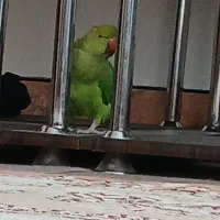 طوطی ملنگو|پرنده|شهرکرد, |دیوار