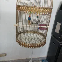 عروس هلندی|پرنده|گنبد کاووس, |دیوار