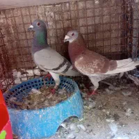 7 جفت پلاکی قلدر