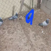 کبوتر دوبر|پرنده|عنبران, |دیوار