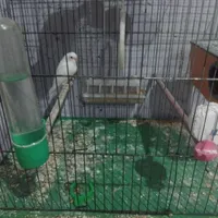 یک جفت مرغ عشق