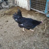 مرغ تخم گذار سیاه