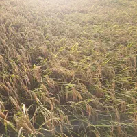 برنج|خوردنی و آشامیدنی|گلستان (تهران), |دیوار