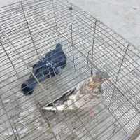 کبوتر فروشی