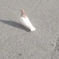پرنده کبوتر