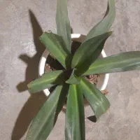 گل های خانگی طبیعی