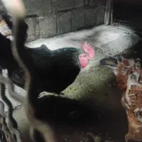 خروس چابهاری محلی