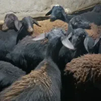بره ماده