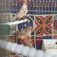 فنچ|پرنده|فولادشهر, C3|دیوار