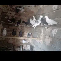 کبوترای پرشی بفروش می‌رسد