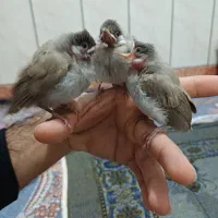 رامشیر هستم