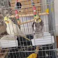 فروش عروس هلندی نر و ماده