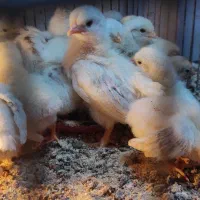 جوجه مرغ نژاد کوشین پانتام و جاپنیز (ژاپنیکس)|حیوانات مزرعه|تبریز, |دیوار