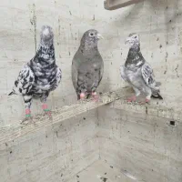 کبوتر