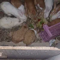 خرگوش