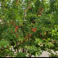 زمین باغشهری کودیان قره چمن|فروش زمین و ملک کلنگی|شیراز, شهرک قمشه|دیوار