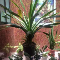 گل گلخانه ای و بنگاهی سایز متوسط