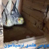 عروس هلندی جفت وتک قناری ومرغ عشق سالم وسلامت|پرنده|بهارستان, |دیوار