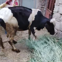 فروش گاو