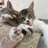 بچه گربه خانگی سالم|گربه|اشکذر, |دیوار