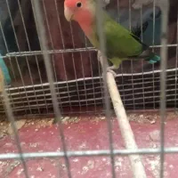 طوطی کوتوله