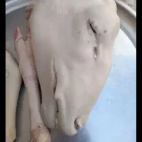 کله پاچه سیرابی عروسی