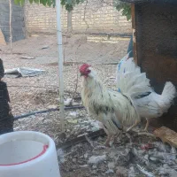 فروش تک خروس گلین کاکل ریش فول چهل تاج|حیوانات مزرعه|آباده, |دیوار