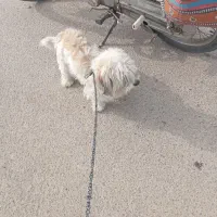 دوتا سگ پشمالو خوشگل نر