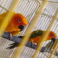 جفت خورشیدی|پرنده|ساری, |دیوار