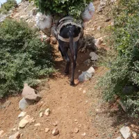 الاغ ارام باری|حیوانات مزرعه|رحیمآباد, |دیوار