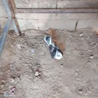 کفتر