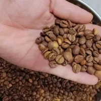 قهوه عمده برای کافه و پخش