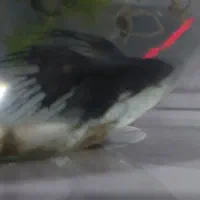 ماهی فایتر نر و ماده کلکسیونی و آکواریوم|ماهی|گرگان, |دیوار