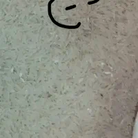 برنج .نیم دانه .لاشه. فجرسوزنی شالیکارم خودم