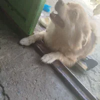 پامرین روباهی ماده|سگ|مسجد سلیمان, |دیوار