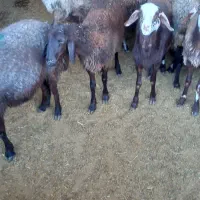 میش داشتی و بره|حیوانات مزرعه|کوهدشت, |دیوار