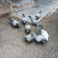 رودان|پرنده|رودان, |دیوار